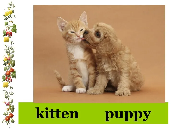 kitten puppy