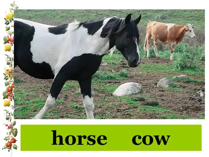 horse cow