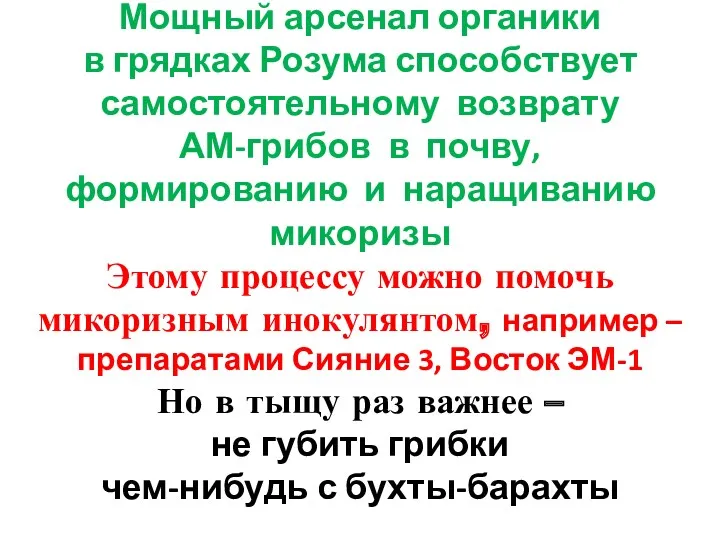 Мощный арсенал органики в грядках Розума способствует самостоятельному возврату АМ-грибов