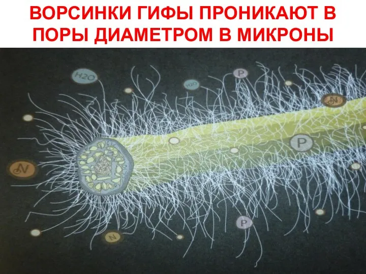 ВОРСИНКИ ГИФЫ ПРОНИКАЮТ В ПОРЫ ДИАМЕТРОМ В МИКРОНЫ