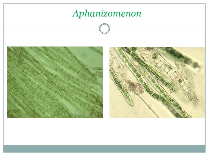 Aphanizomenon