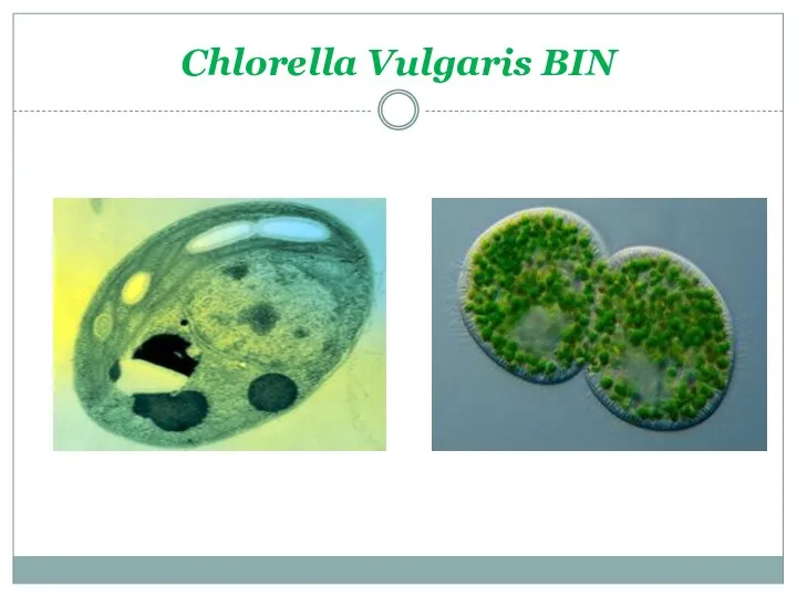 Chlorella Vulgaris BIN