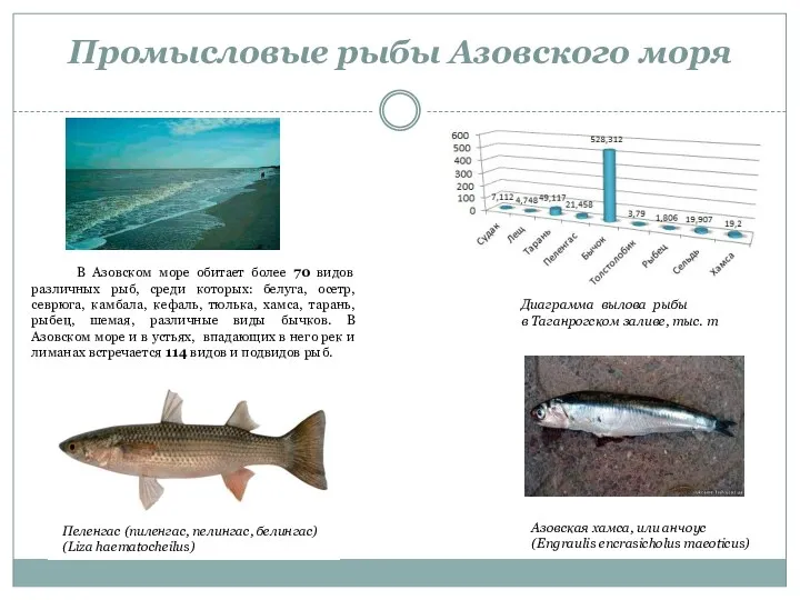 Промысловые рыбы Азовского моря Азовская хамса, или анчоус (Engraulis encrasicholus maeoticus) Диаграмма вылова