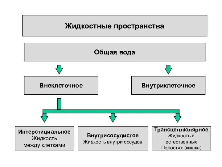 Жидкостные пространства Общая вода Трансцеллюлярное Жидкость в естественных Полостях (кишка) Интерстициальное Жидкость между