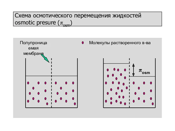 πosm Полупроницаемая мембрана Схема осмотического перемещения жидкостей osmotic presure (πosm) Молекулы растворенного в-ва