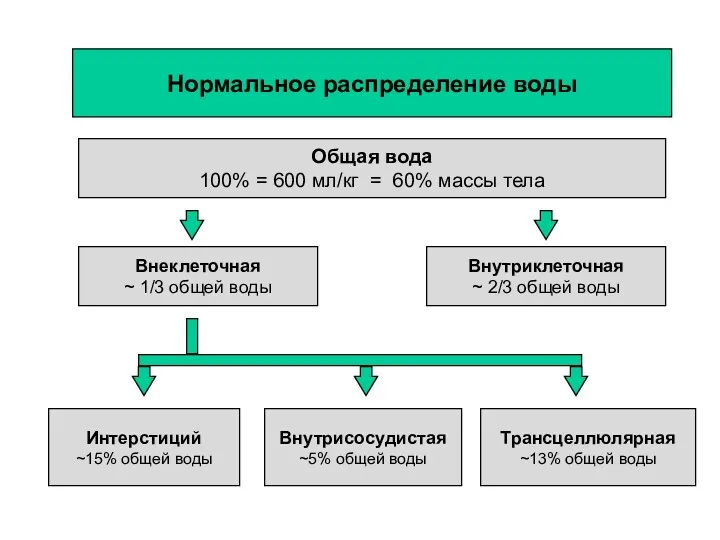 Нормальное распределение воды Общая вода 100% = 600 мл/кг =