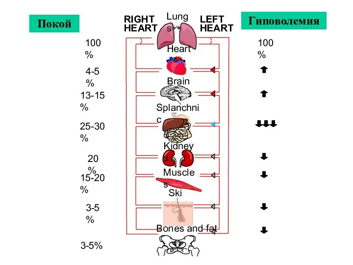 Lungs Brain Heart Splanchnic Muscles Skin Bones and fat Kidneys 100% 4-5% 13-15%