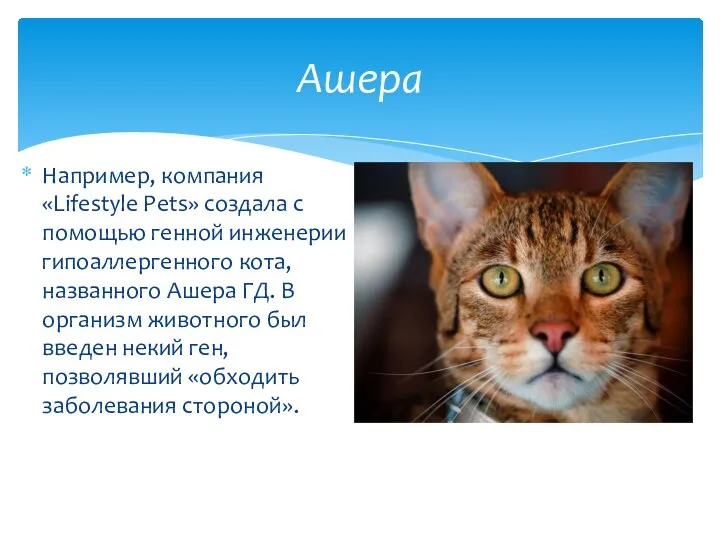 Например, компания «Lifestyle Pets» создала с помощью генной инженерии гипоаллергенного кота, названного Ашера