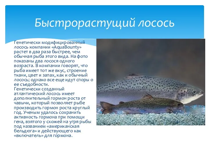 Генетически модифицированный лосось компании «AquaBounty» растет в два раза быстрее, чем обычная рыба