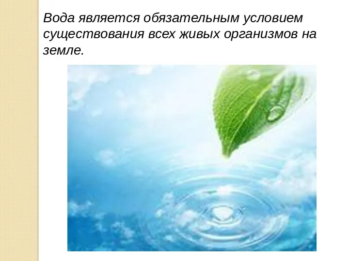Вода является обязательным условием существования всех живых организмов на земле.