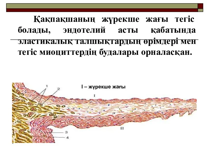 Қақпақшаның жүрекше жағы тегіс болады, эндотелий асты қабатында эластикалық талшықтардың өрімдері мен тегіс