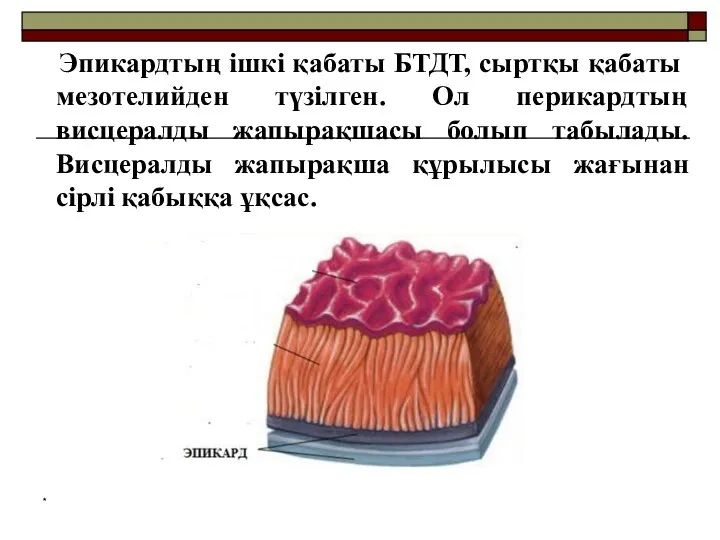 Эпикардтың ішкі қабаты БТДТ, сыртқы қабаты мезотелийден түзілген. Ол перикардтың висцералды жапырақшасы болып