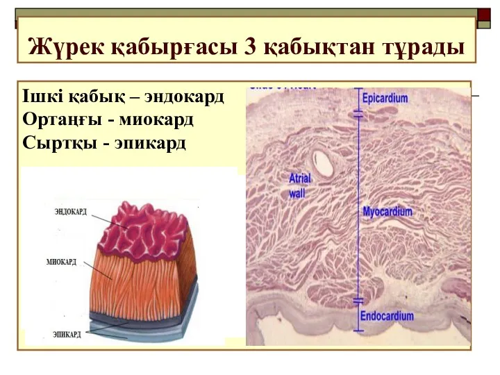 Жүрек қабырғасы 3 қабықтан тұрады Ішкі қабық – эндокард Ортаңғы - миокард Сыртқы - эпикард
