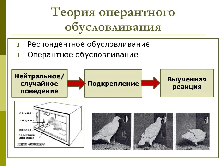 Теория оперантного обусловливания Респондентное обусловливание Оперантное обусловливание Нейтральное/случайное поведение Подкрепление Выученная реакция