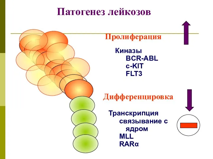 Пролиферация Киназы BCR-ABL c-KIT FLT3 Дифференцировка Транскрипция связывание с ядром MLL RARα Патогенез лейкозов