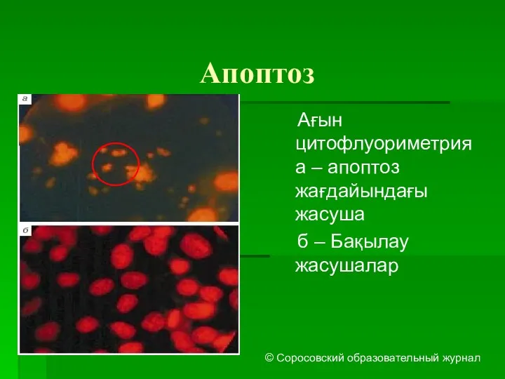 Апоптоз Ағын цитофлуориметрия а – апоптоз жағдайындағы жасуша б – Бақылау жасушалар © Соросовский образовательный журнал