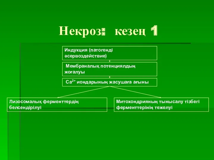 Некроз: кезең 1 Индукция (патогенді әсервоздействие) Мембраналық потенциялдың жоғалуы Ca2+