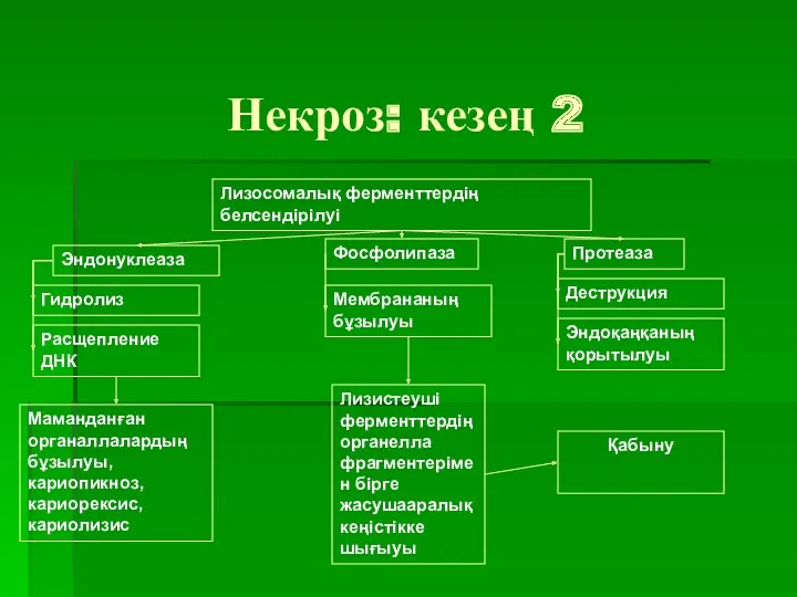 Некроз: кезең 2 Лизосомалық ферменттердің белсендірілуі Фосфолипаза Протеаза Эндонуклеаза Гидролиз