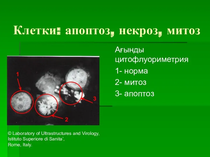 Клетки: апоптоз, некроз, митоз Ағынды цитофлуориметрия 1- норма 2- митоз