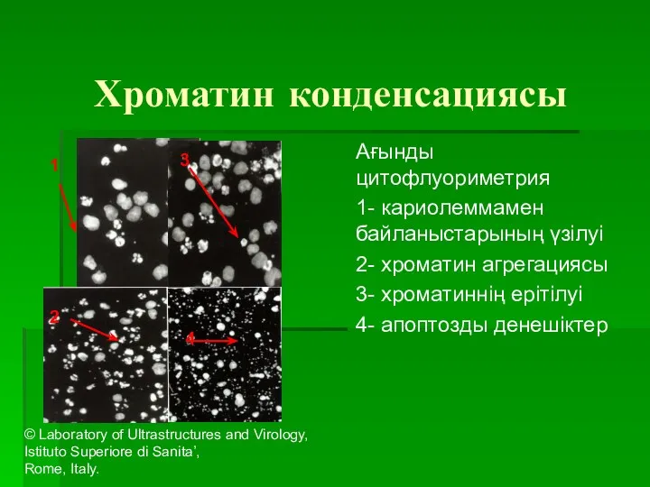 Хроматин конденсациясы Ағынды цитофлуориметрия 1- кариолеммамен байланыстарының үзілуі 2- хроматин