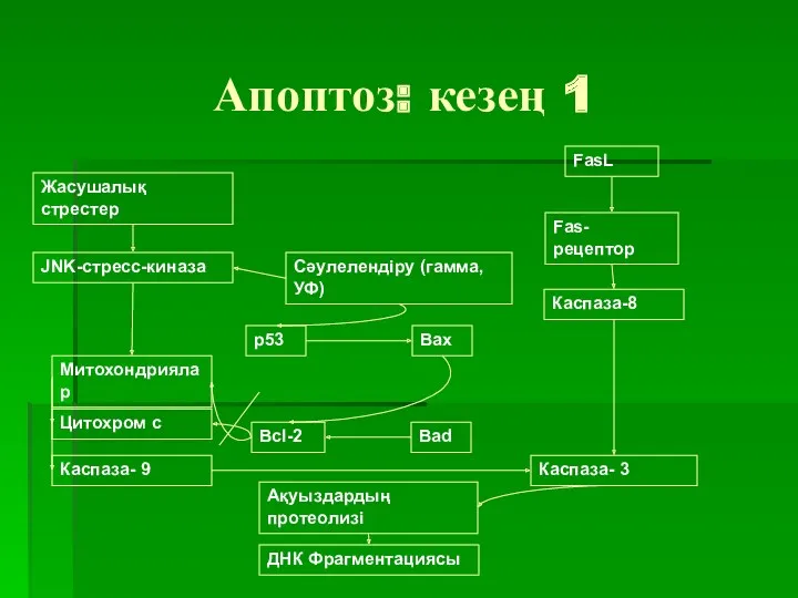 Апоптоз: кезең 1 Жасушалық стрестер FasL Fas-рецептор Каспаза-8 JNK-стресс-киназа Сәулелендіру