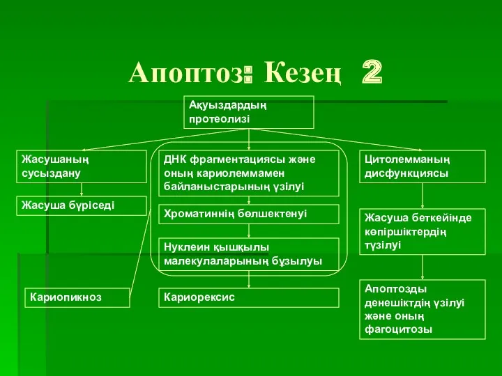 Апоптоз: Кезең 2 Ақуыздардың протеолизі Жасушаның сусыздану ДНК фрагментациясы және