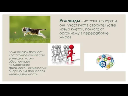 Углеводы – источник энергии, они участвуют в строительстве новых клеток,