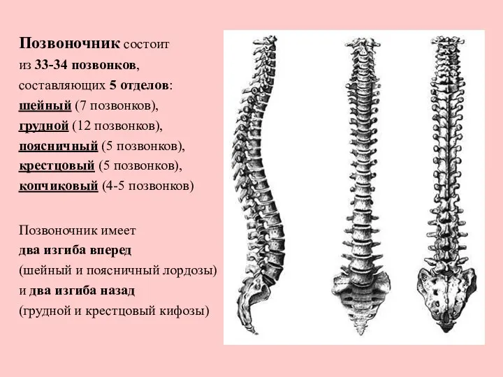 Позвоночник состоит из 33-34 позвонков, составляющих 5 отделов: шейный (7