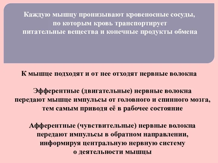 Каждую мышцу пронизывают кровеносные сосуды, по которым кровь транспортирует питательные