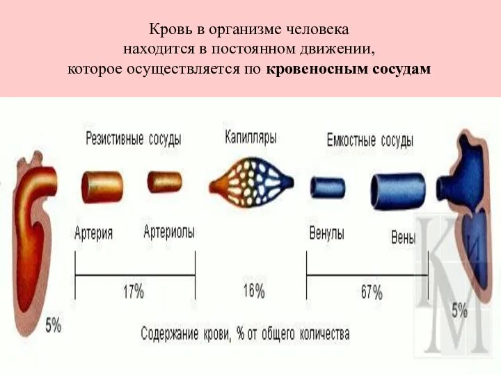 Кровь в организме человека находится в постоянном движении, которое осуществляется по кровеносным сосудам