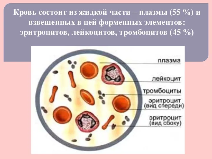 Кровь состоит из жидкой части – плазмы (55 %) и