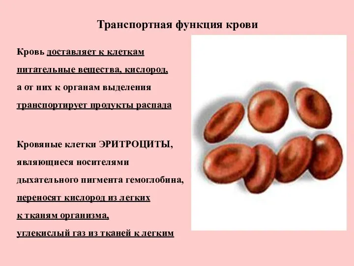 Транспортная функция крови Кровь доставляет к клеткам питательные вещества, кислород,