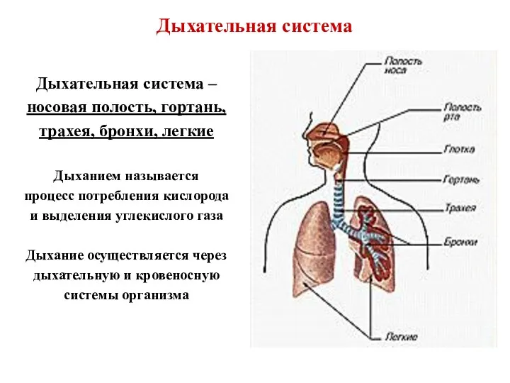 Дыхательная система Дыхательная система – носовая полость, гортань, трахея, бронхи,