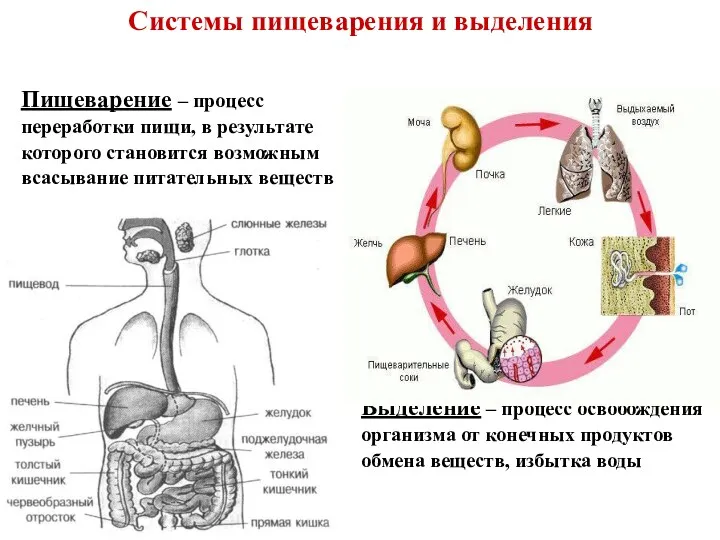 Системы пищеварения и выделения Пищеварение – процесс переработки пищи, в