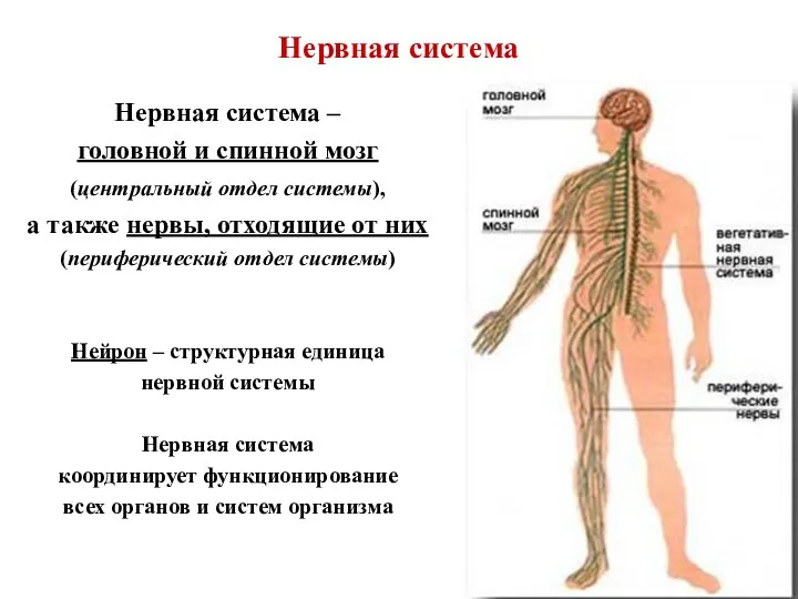 Нервная система Нервная система – головной и спинной мозг (центральный