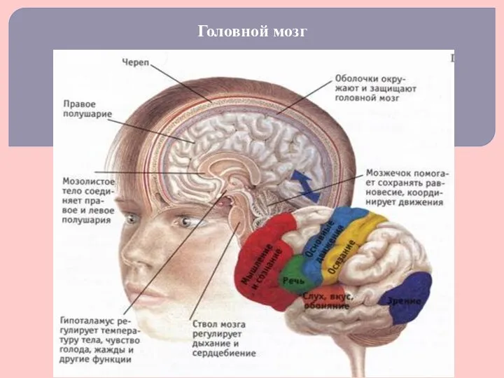 Головной мозг