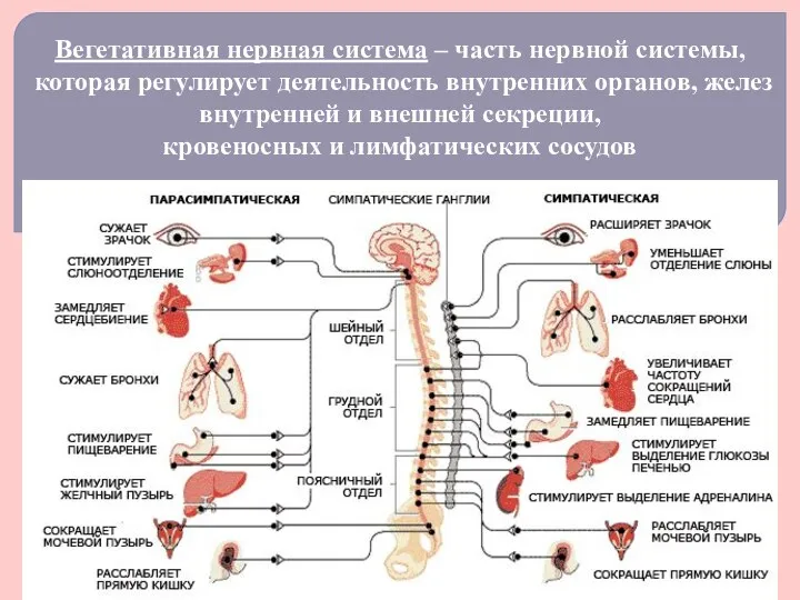 Вегетативная нервная система – часть нервной системы, которая регулирует деятельность