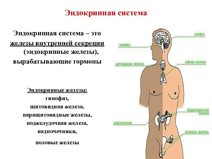 Эндокринная система Эндокринная система – это железы внутренней секреции (эндокринные