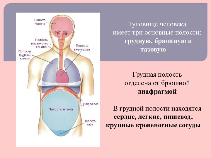 Туловище человека имеет три основные полости: грудную, брюшную и тазовую