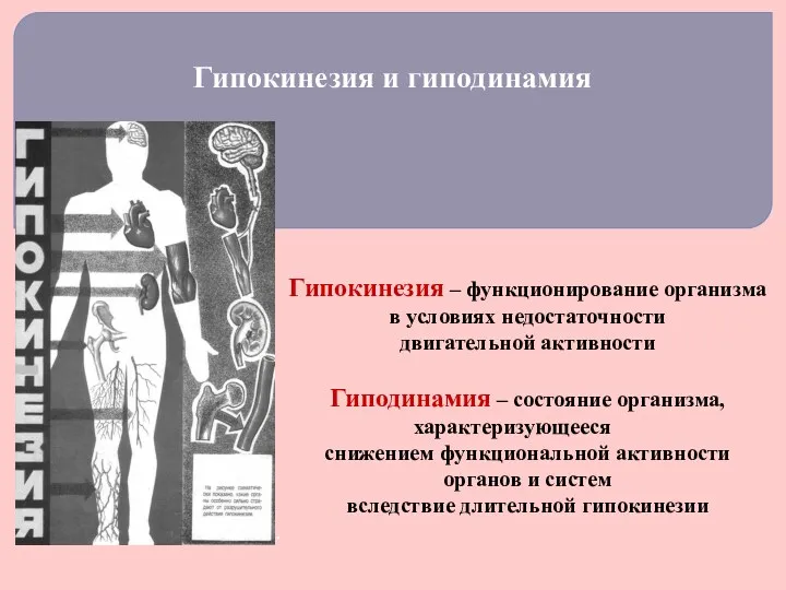 Гипокинезия и гиподинамия Гипокинезия – функционирование организма в условиях недостаточности