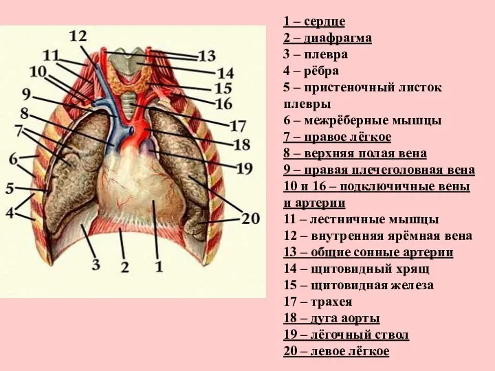 1 – сердце 2 – диафрагма 3 – плевра 4