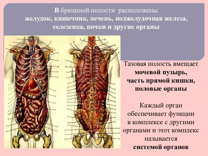 В брюшной полости расположены желудок, кишечник, печень, поджелудочная железа, селезенка,