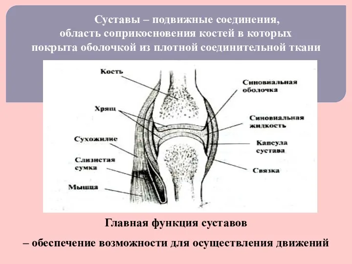 Суставы – подвижные соединения, область соприкосновения костей в которых покрыта