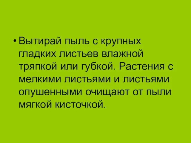 Вытирай пыль с крупных гладких листьев влажной тряпкой или губкой.