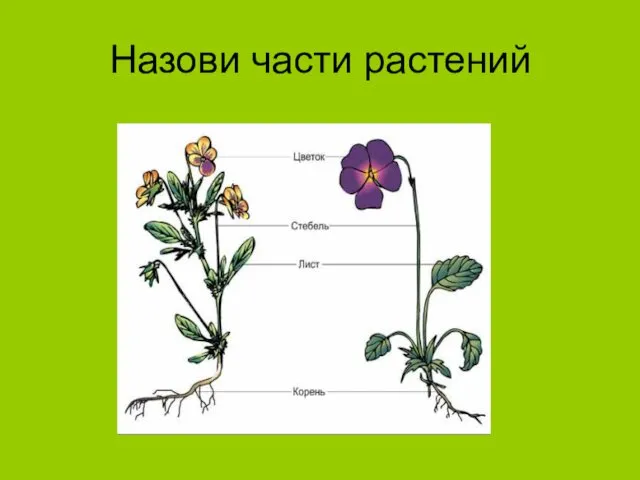 Назови части растений