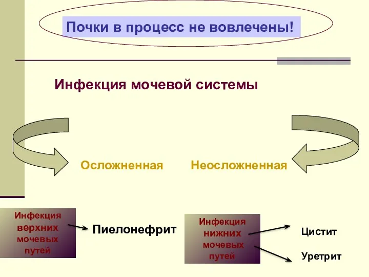 Инфекция мочевой системы Инфекция верхних мочевых путей Инфекция нижних мочевых