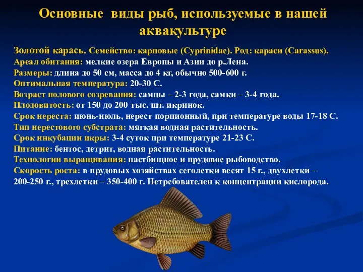 Основные виды рыб, используемые в нашей аквакультуре Золотой карась. Семейство: