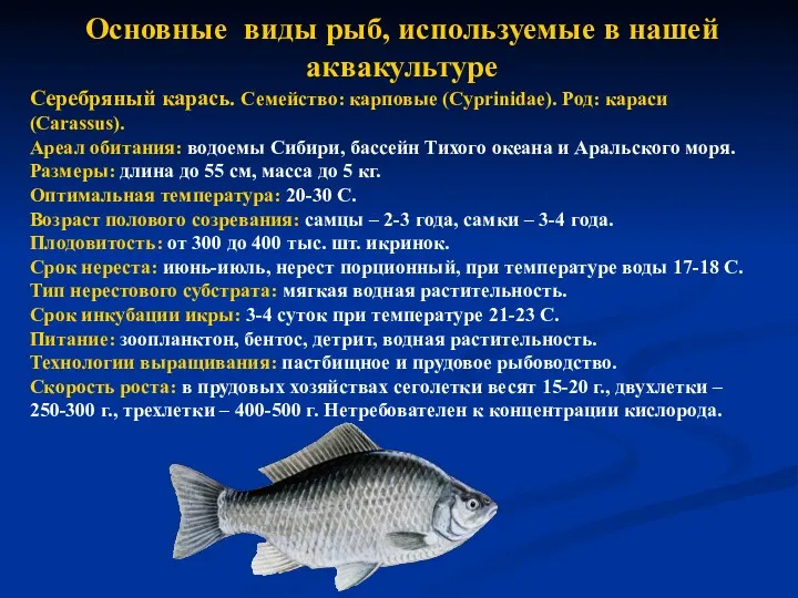 Основные виды рыб, используемые в нашей аквакультуре Серебряный карась. Семейство: