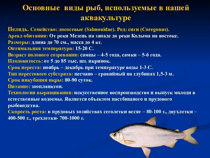 Основные виды рыб, используемые в нашей аквакультуре Пелядь. Семейство: лососевые
