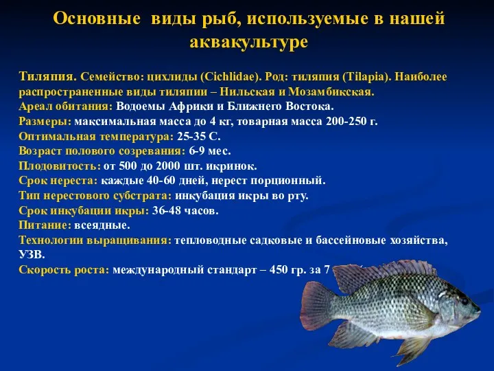 Основные виды рыб, используемые в нашей аквакультуре Тиляпия. Семейство: цихлиды